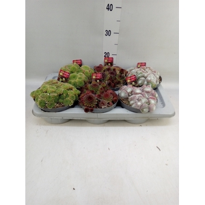 Sempervivum   ...