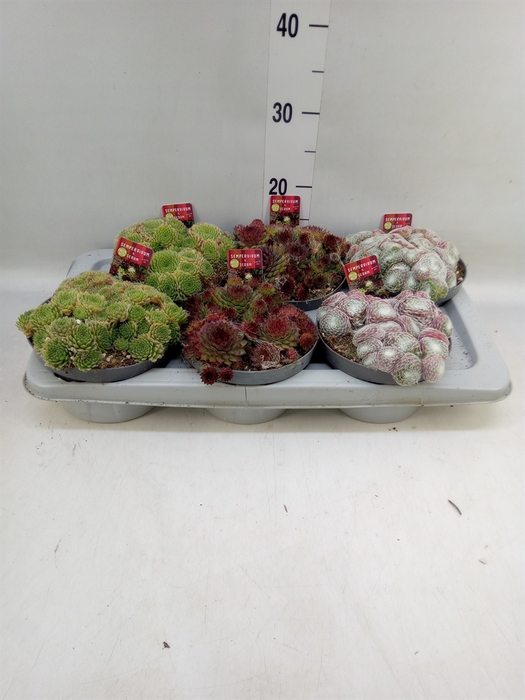 <h4>Sempervivum   ...</h4>