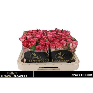 R Gr Spark Condor