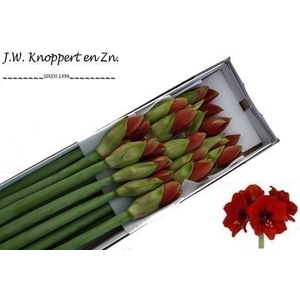 Hippeastrum ferrari