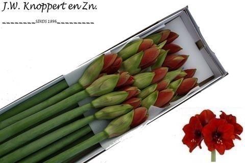 <h4>Hippeastrum ferrari</h4>