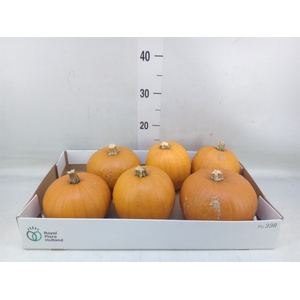 Cucurbita max. 'Halloween'