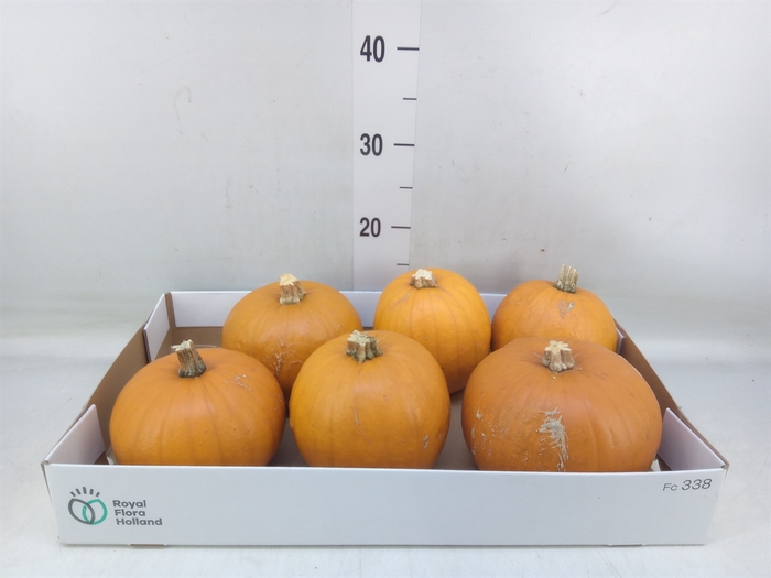 <h4>Cucurbita max. 'Halloween'</h4>