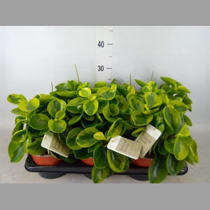 Peperomia