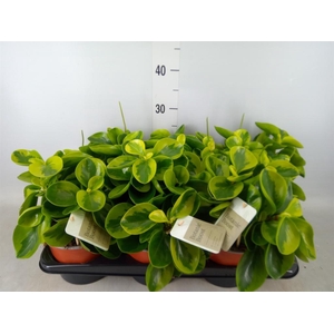 Peperomia