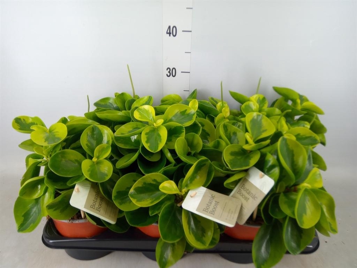 <h4>Peperomia</h4>