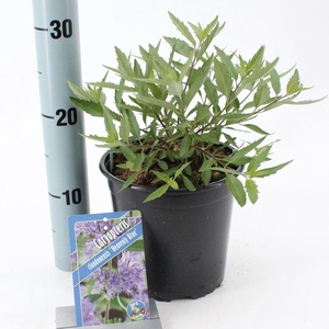 Caryopteris x clandonensis Heavenl