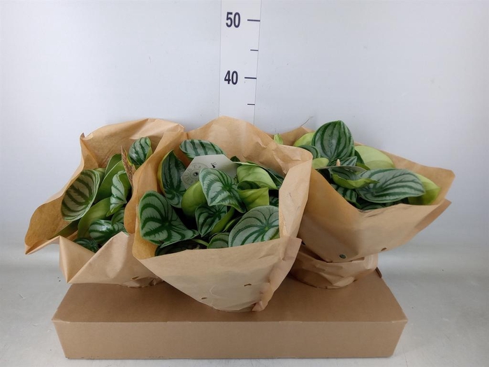 <h4>Peperomia argyreia</h4>