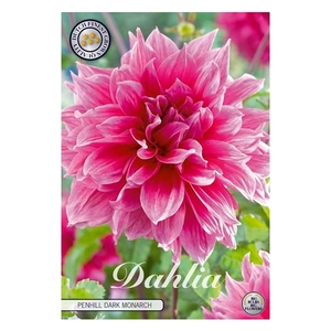 Dahlia Penhill Dark Monarch x1 l