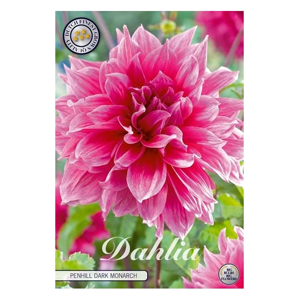 <h4>Dahlia Penhill Dark Monarch x1 l</h4>