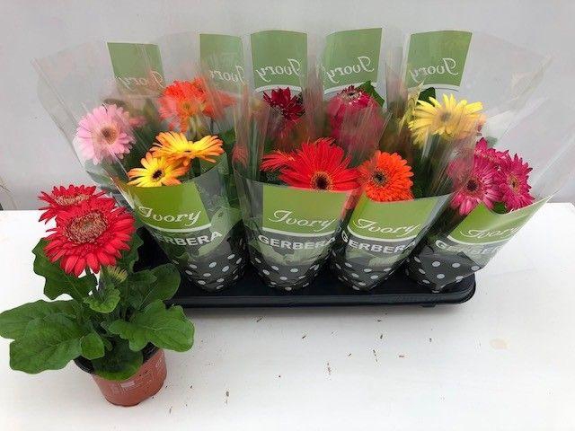 <h4>GER IVORY GEMENGD</h4>