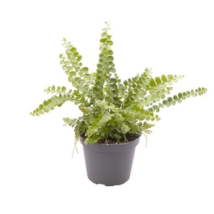 NEPHROLEPIS EXALTATA