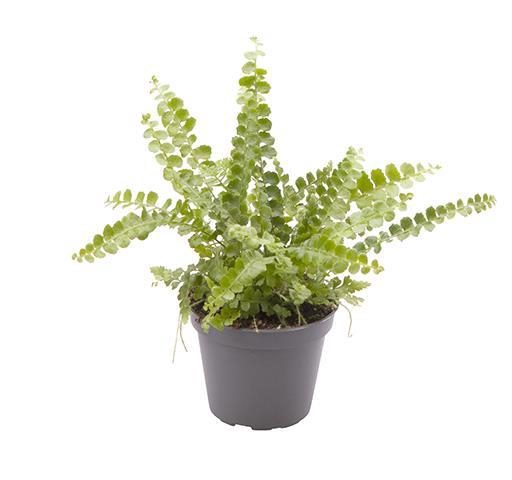 <h4>NEPHROLEPIS EXALTATA</h4>