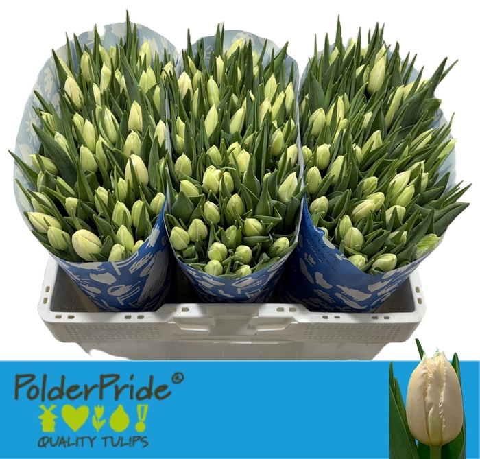 <h4>TU FR CRICKO</h4>