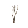 Syringa Branch Super Torelli