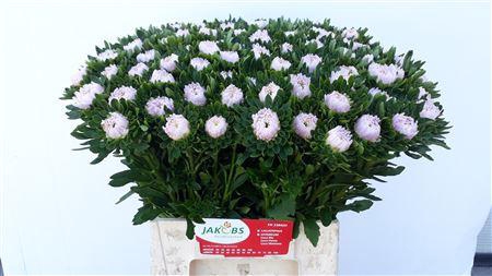 <h4>Callistephus Jules Pink</h4>