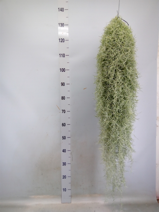 <h4>Tillandsia usneoides</h4>