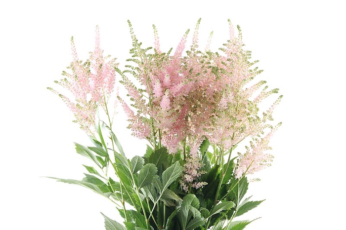 <h4>Astilbe Europa Extra</h4>