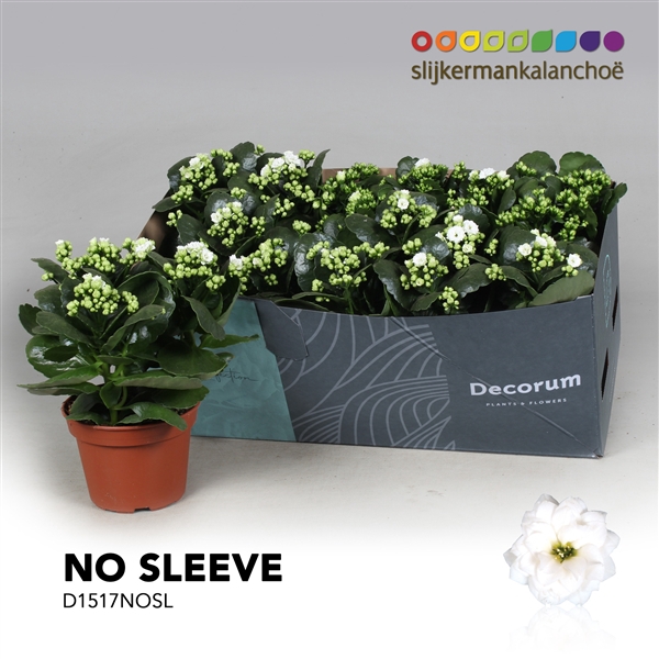 <h4>Kalanchoe No Sleeve - White</h4>