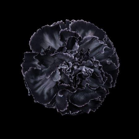 <h4>Di St Klb Black</h4>