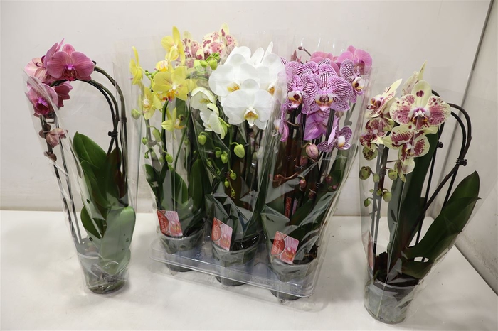 <h4>arr8 Phal El Cascade</h4>