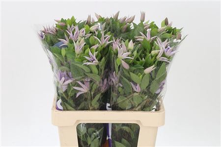 <h4>Clematis Amazing Miami Lilac</h4>