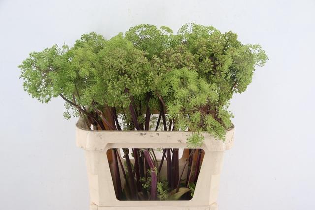 <h4>ANGELICA GIGAS 080CM</h4>