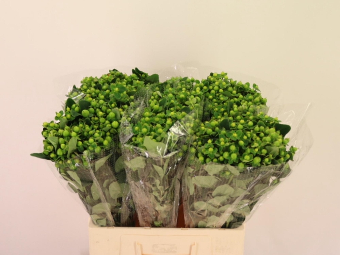 <h4>HYP MAG MIRAGE</h4>