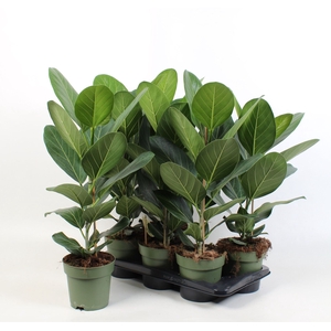 Ficus Audrey