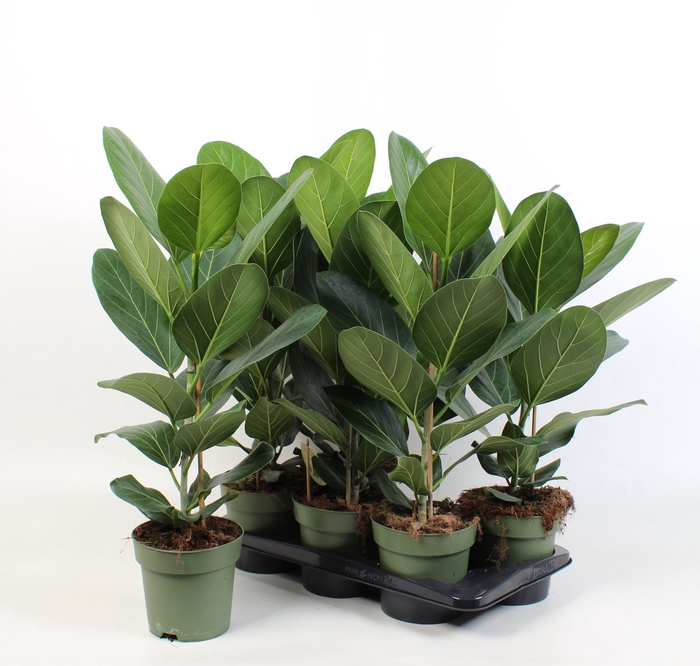<h4>Ficus Audrey</h4>