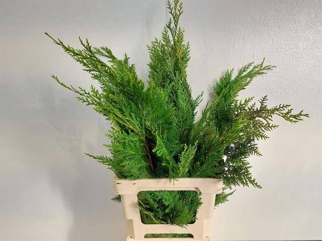 <h4>KERSTGROEN OV BS</h4>