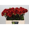 Dahlia Brown Sugar