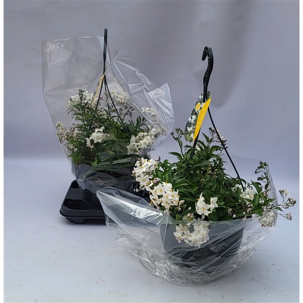 <h4>Solanum jasminoides 'Album' hangpot</h4>