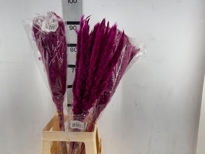 <h4>HUIS EN TUINDECO H%</h4>