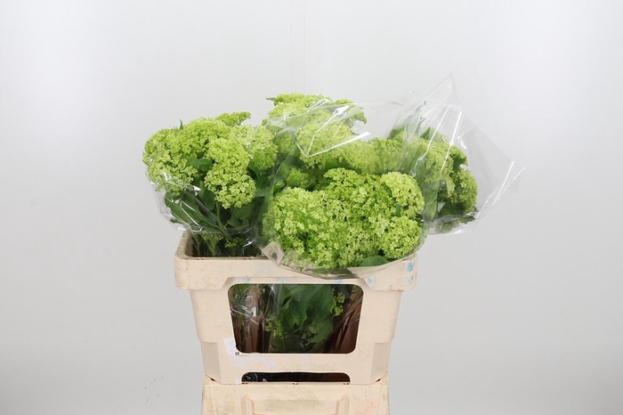 <h4>Viburnum Sneeuwbal 3+ Bal</h4>