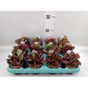 Kalanchoe NF   ...