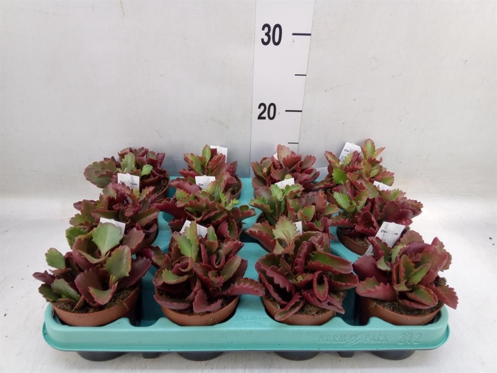 <h4>Kalanchoe NF   ...</h4>