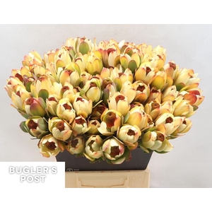 Leucadendron discolor 'Pom-pom'