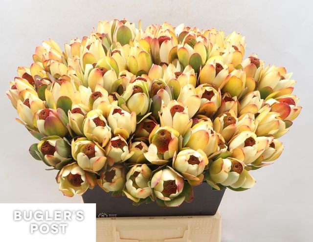<h4>Leucadendron discolor 'Pom-pom'</h4>
