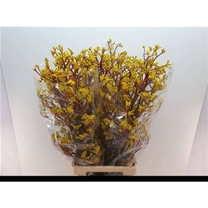 Anigoz Yellow Gem