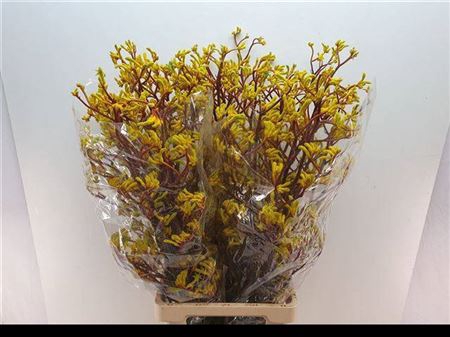 <h4>Anigoz Yellow Gem</h4>