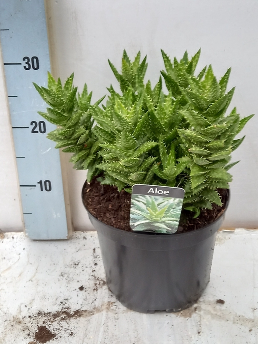 ALOE GEM