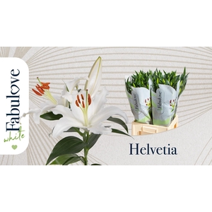 LI OR HELVETIA