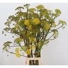 FOENICULUM VULGARE GREEN 110CM
