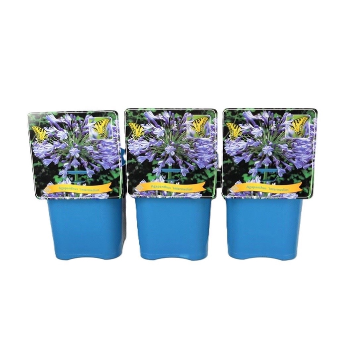 Agapanthus Intermedius