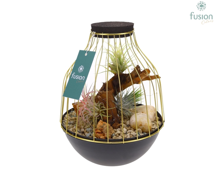 <h4>Vogelkooi metaal goudzwart Medium met Tillandsia Air Plants</h4>