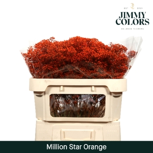 Gyps Million Star L70 Orange