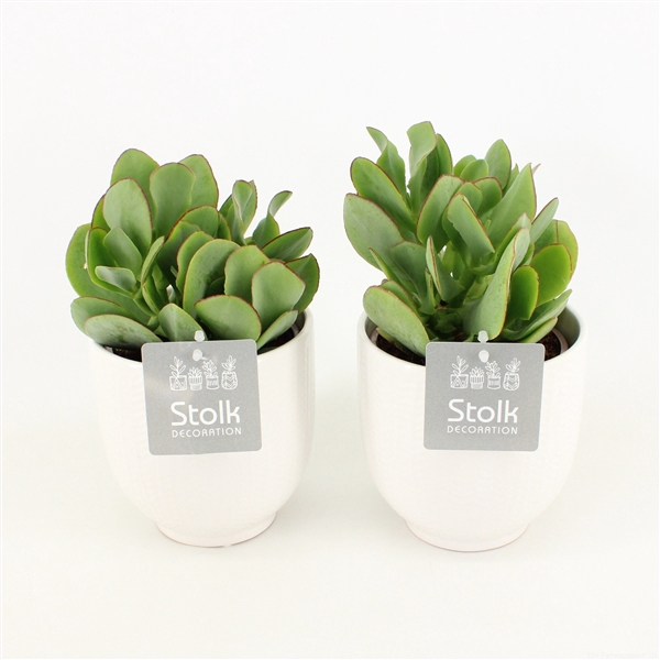 <h4>Crassula Arborescens in Liv Keramiek</h4>