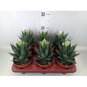 Aloe aristata 'Tiki Tahi'