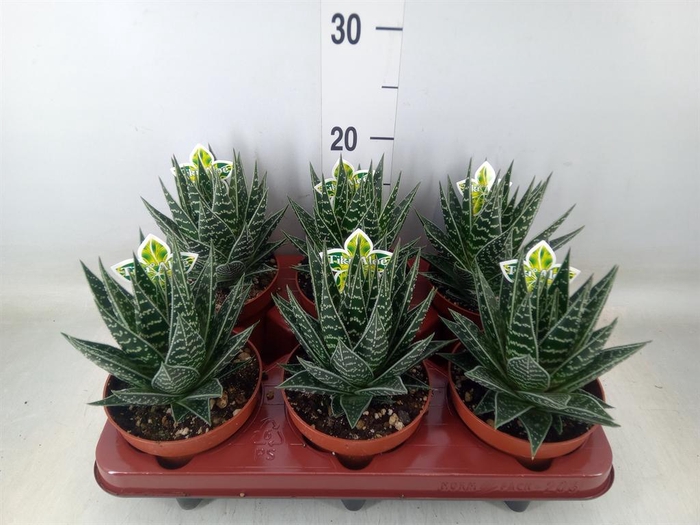 <h4>Aloe aristata 'Tiki Tahi'</h4>